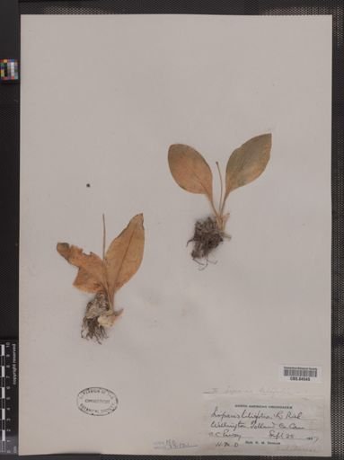 Liparis liliifolia