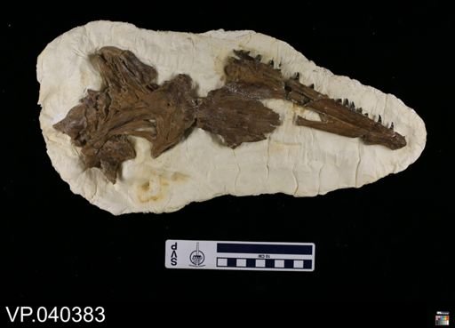 Halisaurinae