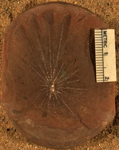 Annularia
