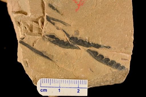 Hostinella sp.