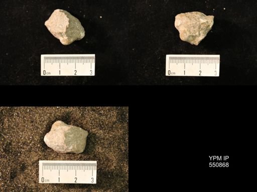 Marginifera wabashensis