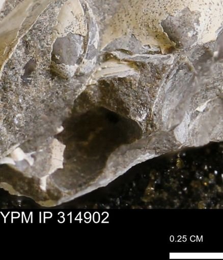 undet. Mollusca