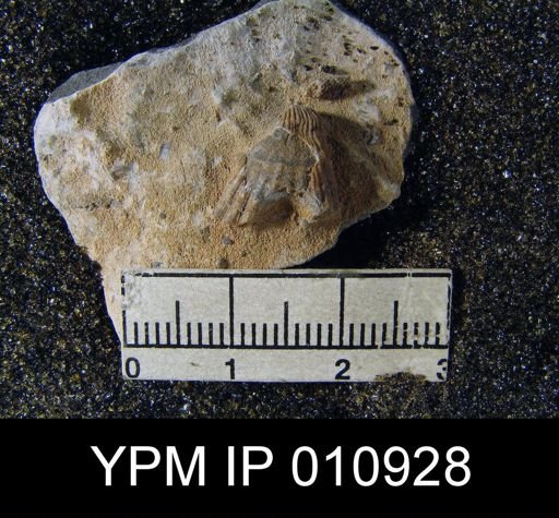 Meekella attenuata