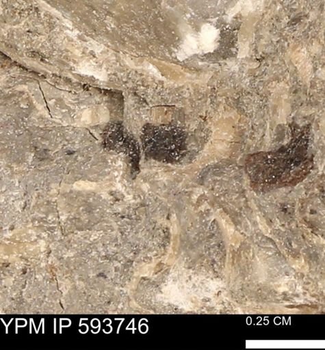 Baculites sp.
