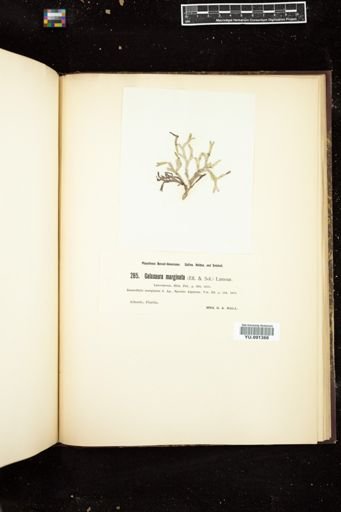 Galaxaura marginata