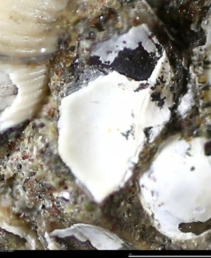 undet. Bivalvia