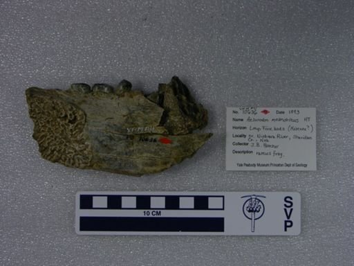 Aelurodon meandrinus