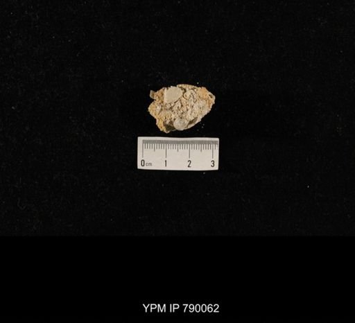 undet. Brachiopoda; shell hash with