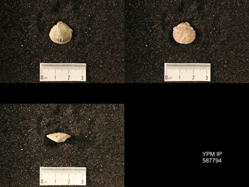 Plectambonites