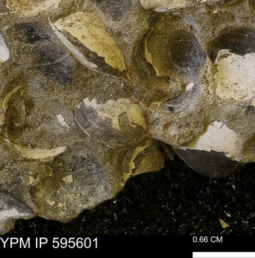 Protocardia sp.
