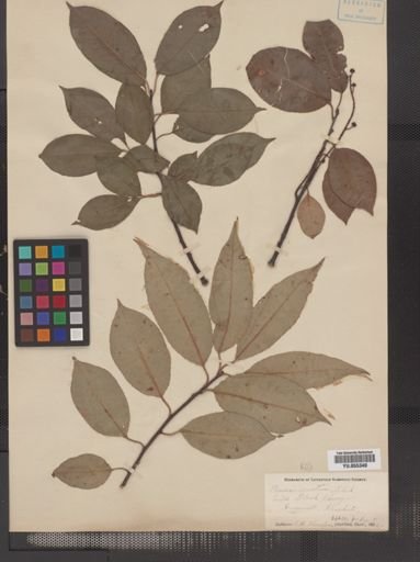 Prunus serotina