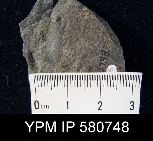 undet. Linguloidea