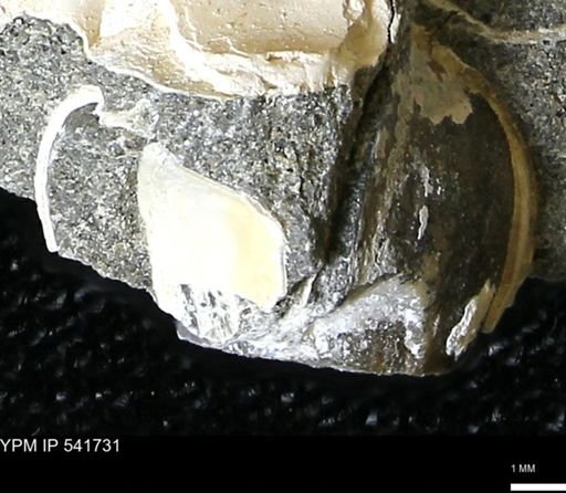 Limopsis striatopunctatus