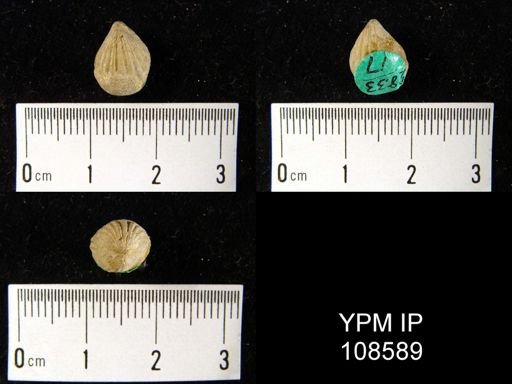 Rhynchospira formosa