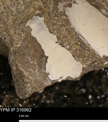 Phelopteria
