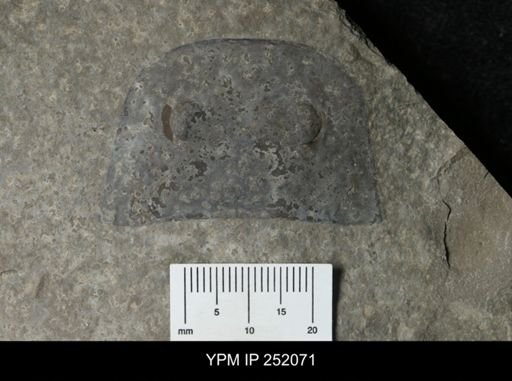 Eurypterus lacustris