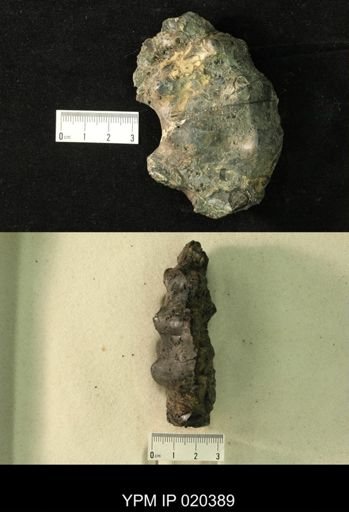 Neogastroplites haasi