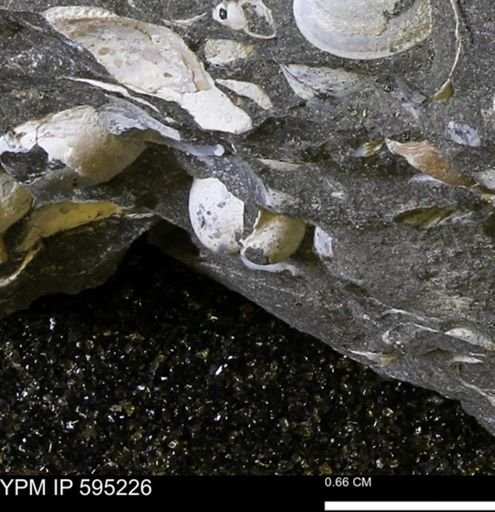 Protocardia sp.