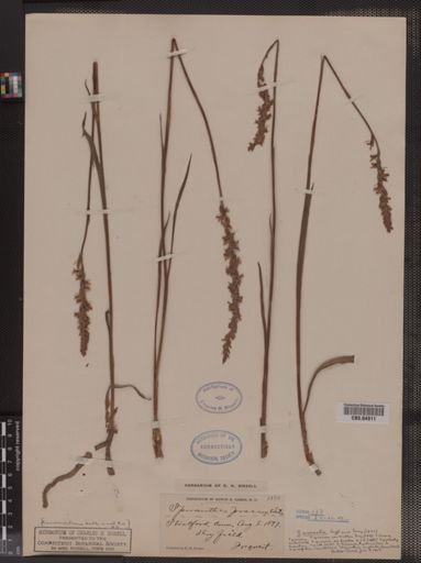 Spiranthes vernalis