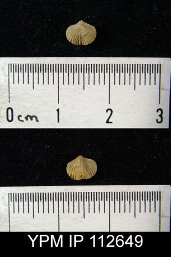 Zygospira modesta