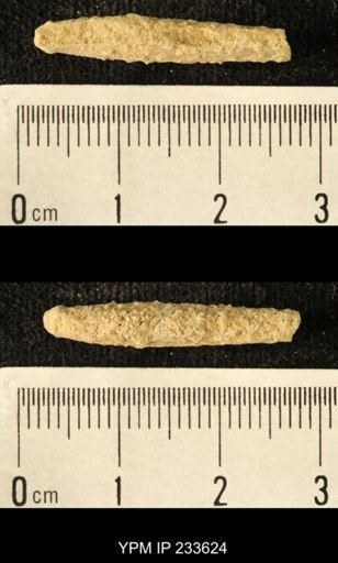 Archaeocidaris sp.