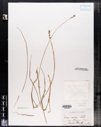 Carex rosea