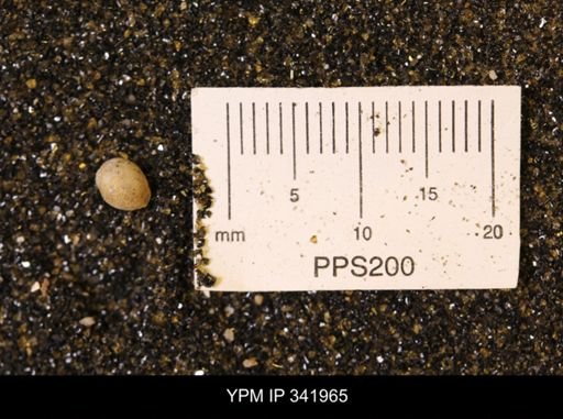 undet. Gastropoda