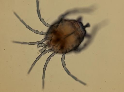 Arrhenuridae