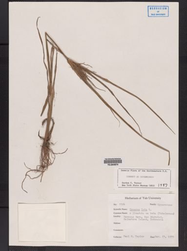 Cyperus iria
