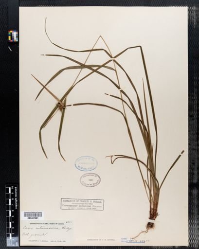 Carex intumescens