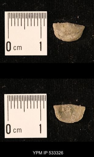 Chonetes sp.
