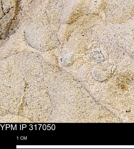 undet. Mollusca