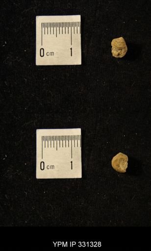 Phymatopleura lineatus