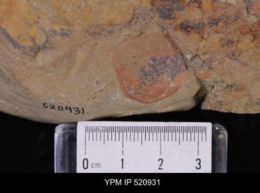undet. Arthropoda