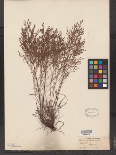 Lechea tenuifolia