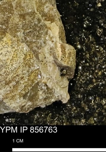 undet. Mollusca