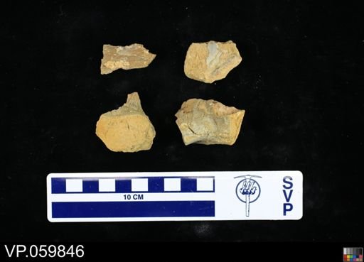 Toxochelys sp.