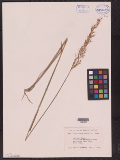 Sorghastrum nutans