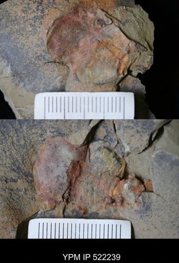 undet. Xiphosurida