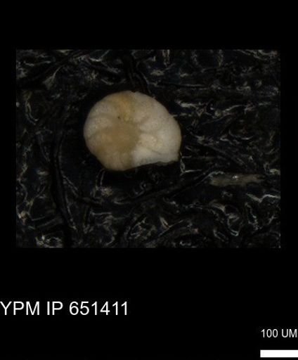 undet. Foraminiferida