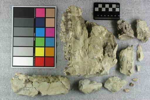 Subhyracodon sp.