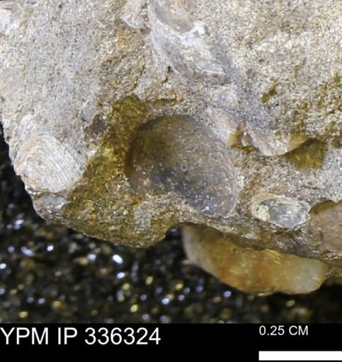 undet. Mollusca