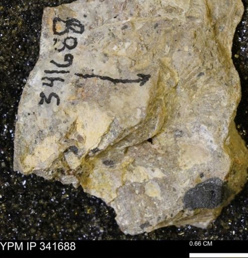 Scaphites sp.