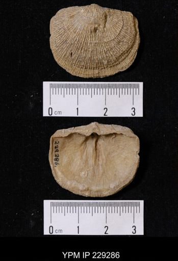 Derbya crassa texana