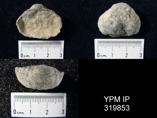 Marginifera sp.