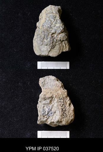 Pacifastacus chenoderma