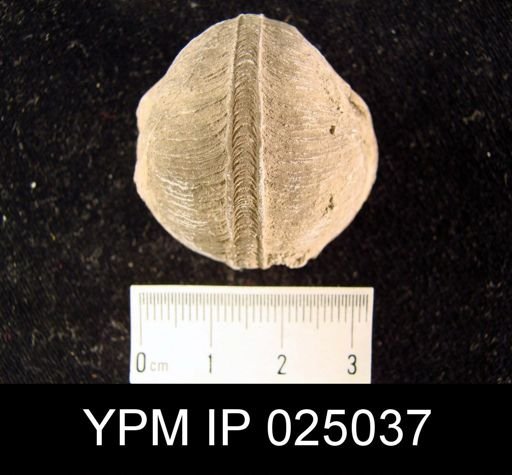 Bellerophon bicarenus