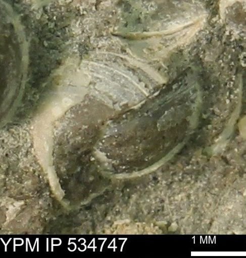 Protocardia subquadrata