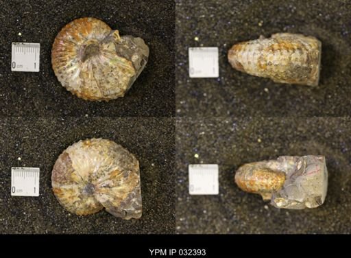 Discoscaphites gulosus