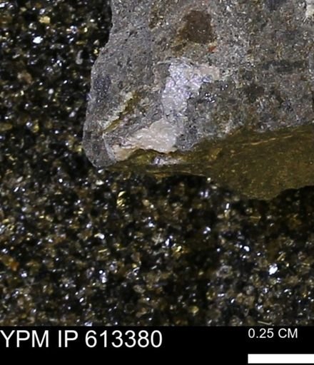 Scaphites sp.